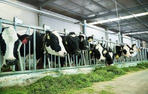 Áp dụng công nghệ 4.0 trong chăn nuôi bò sữa của Vinamilk