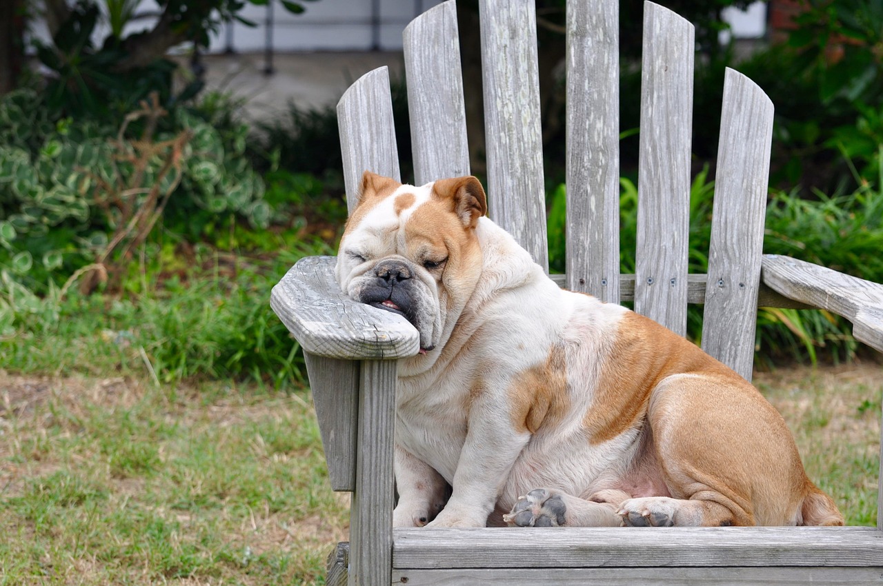 Chú chó mệt mỏi trên chiếc ghế gỗ
