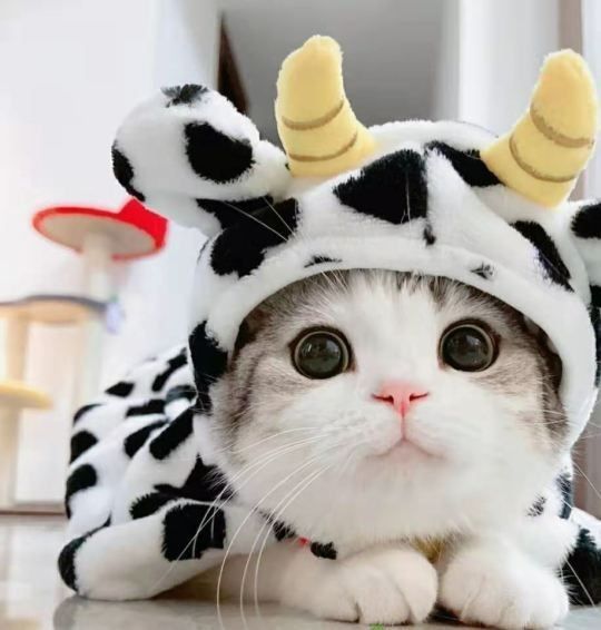 Hình nền mèo sữa cực kì đáng yêu